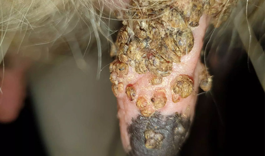 Warzen am Euter behandeln bei Rindern - Tierheilpraxis Angela Esser