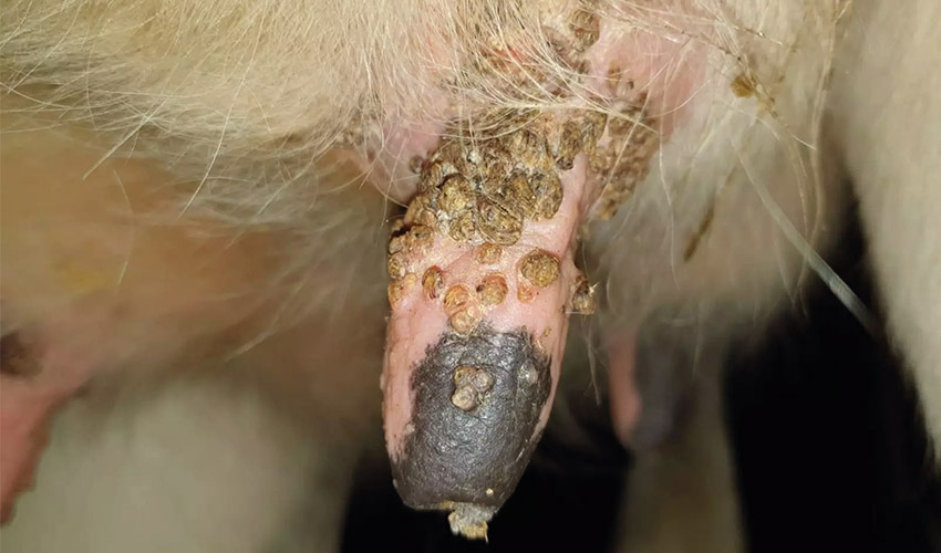 Tierheilpraxis Blog Tierheilpraxis für Groß und Kleintiere Angela Esser