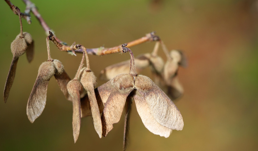 Ahornbäume! Achtung der Ahornsamen als Risiko
