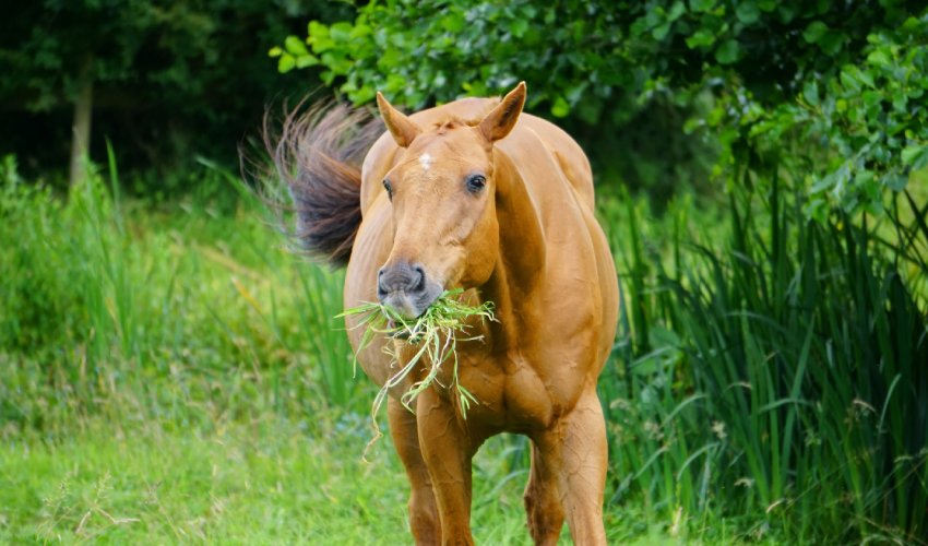 Weidemyopathie beim Pferd