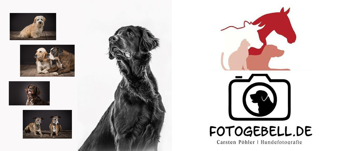 Hundefotografie für den guten Zweck 2023
