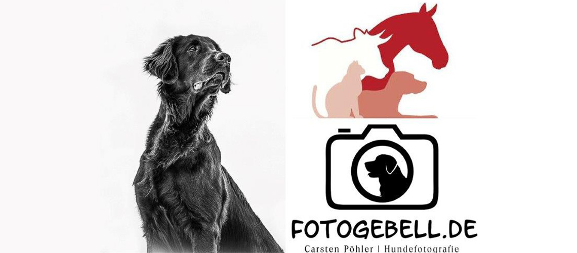 Hundefotographie für den guten Zweck 2021