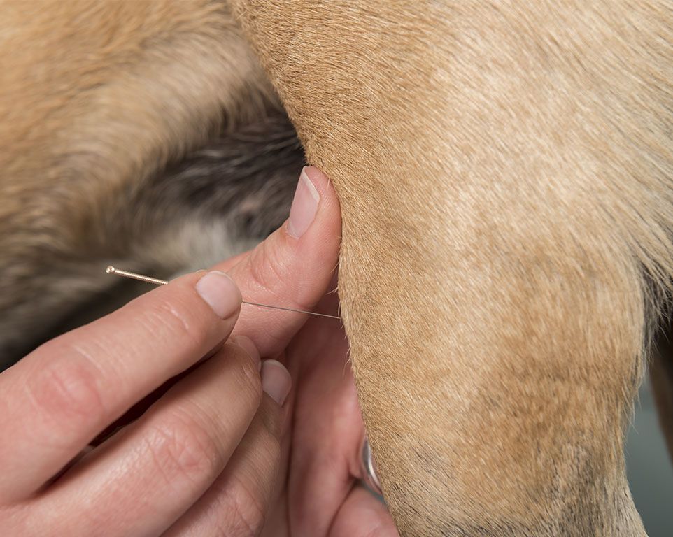 Hunde Akupunktur Behandlung in Tierheilpraxis Münster