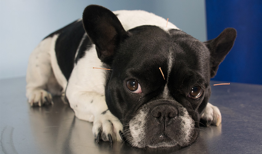 Akupunktur für Hunde - Tierheilpraxis für Hunde