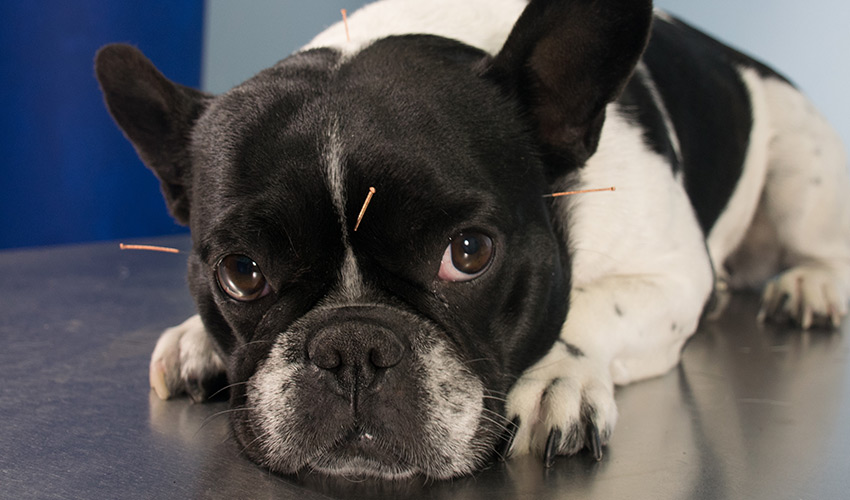 Akupunktur für Hunde - Tierheilpraxis für Hundewelpen