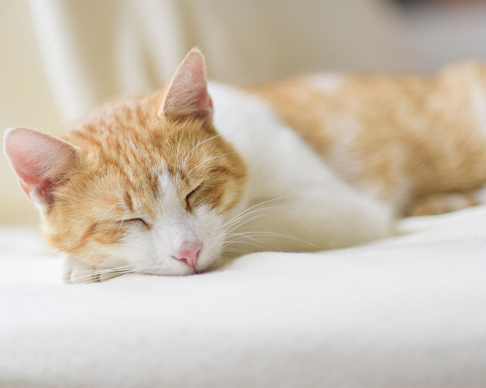 Akupunktur für Katzen Behandlung - Tierheilpraxis Warendorf