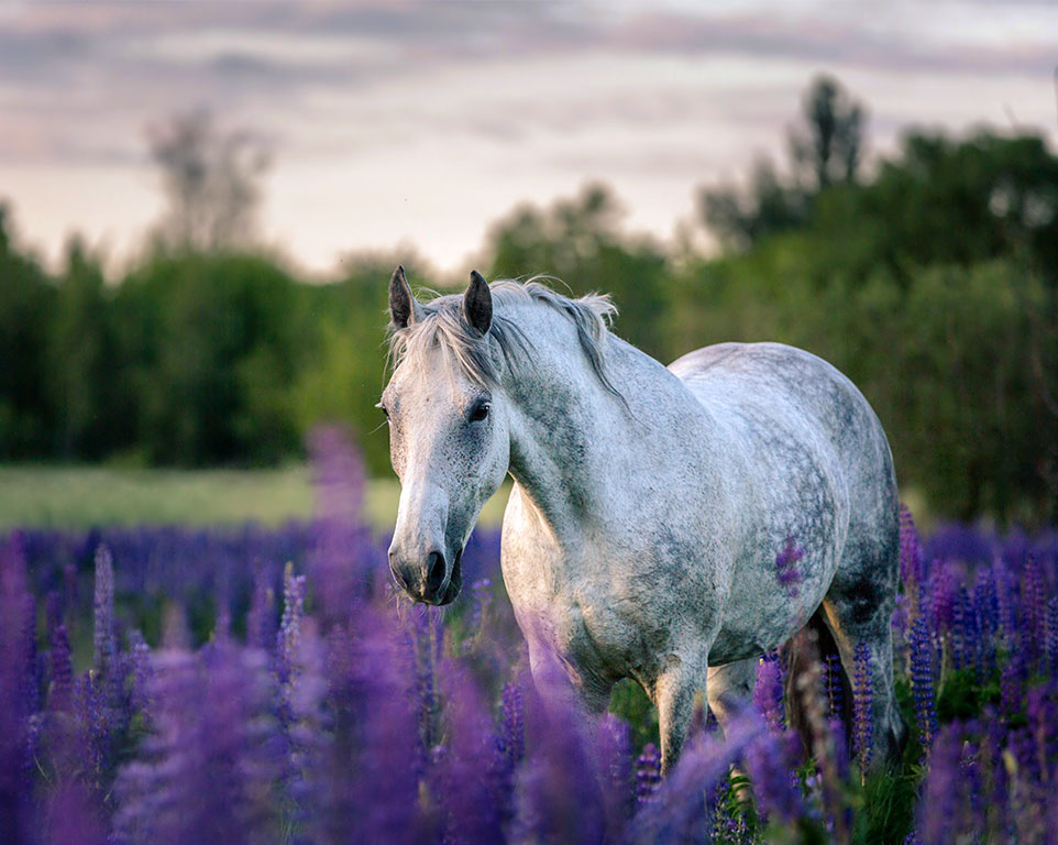 Akupunktur für Pferde Behandlung - Tierheilpraxis Angela Esser