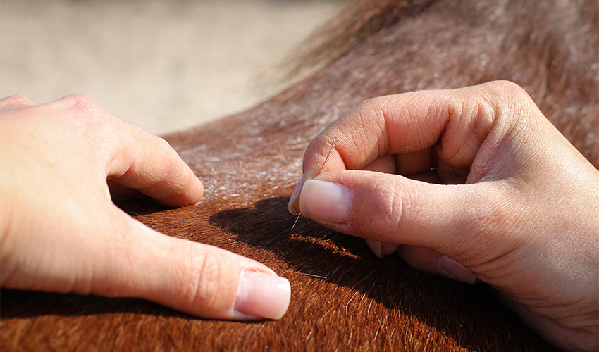 Akupunktur für Pferde Behandlung - Tierheilpraxis Münster und Warendorf Tierakupunktur Angela Esser