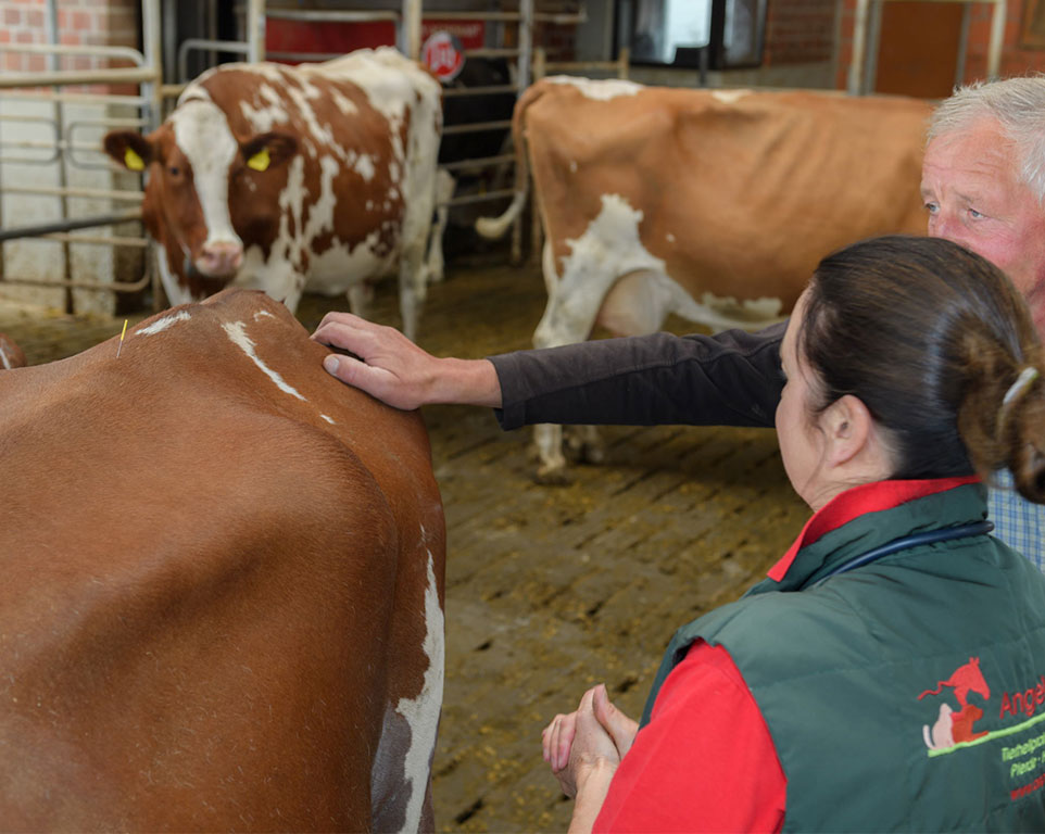 Akupunktur Behandlung für Kühe - Tierheilpraxis Münster