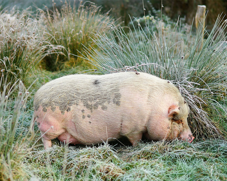 Schweine Akupunktur Tierheilpraxis Münster