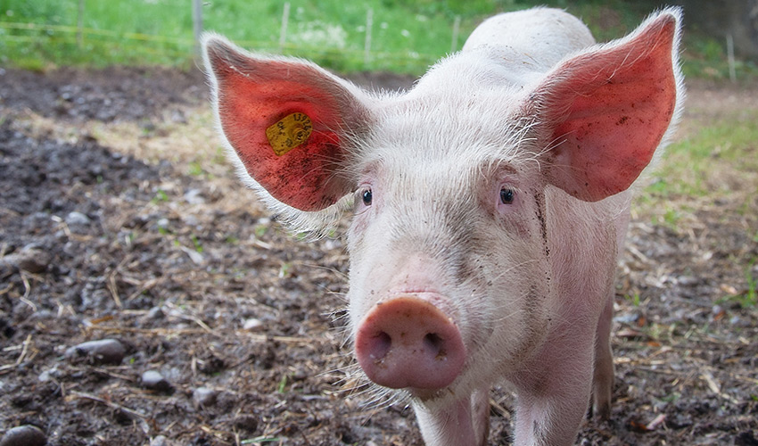 Akupunktur für Schweine Behandlung - Tierheilpraxis für Schweine