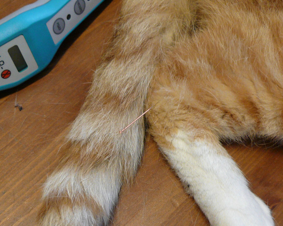 Akupunktur für Katzen