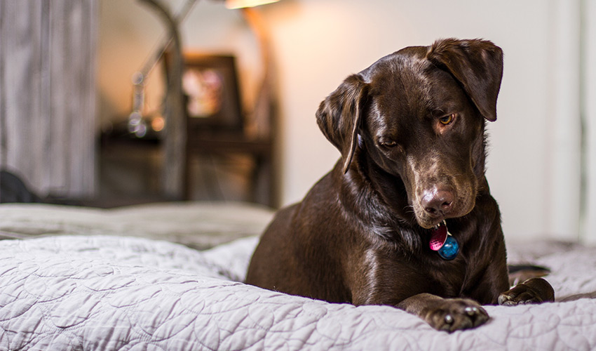 Angsttherapie für Hunde - Angsthund Behandlung Tierheilpraxis für Hunde