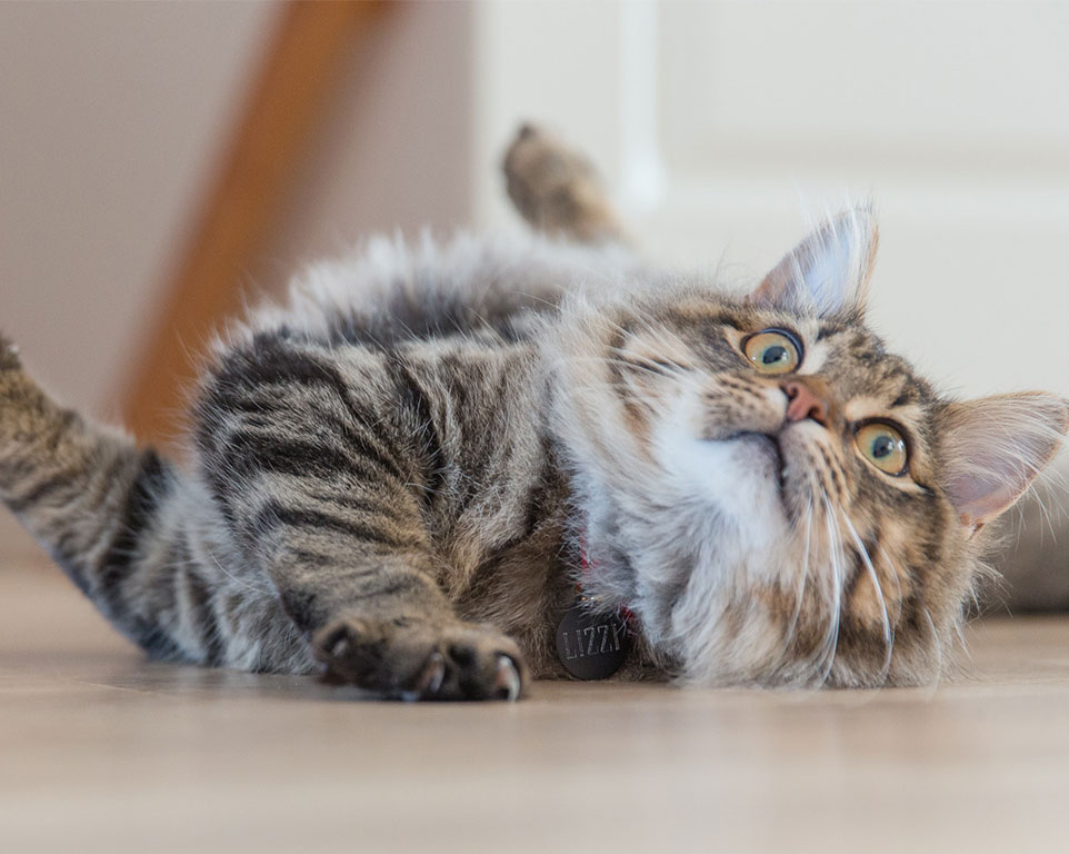 Tierheilpraxis Für Angstkatzen- Angsttherapie für Katzen