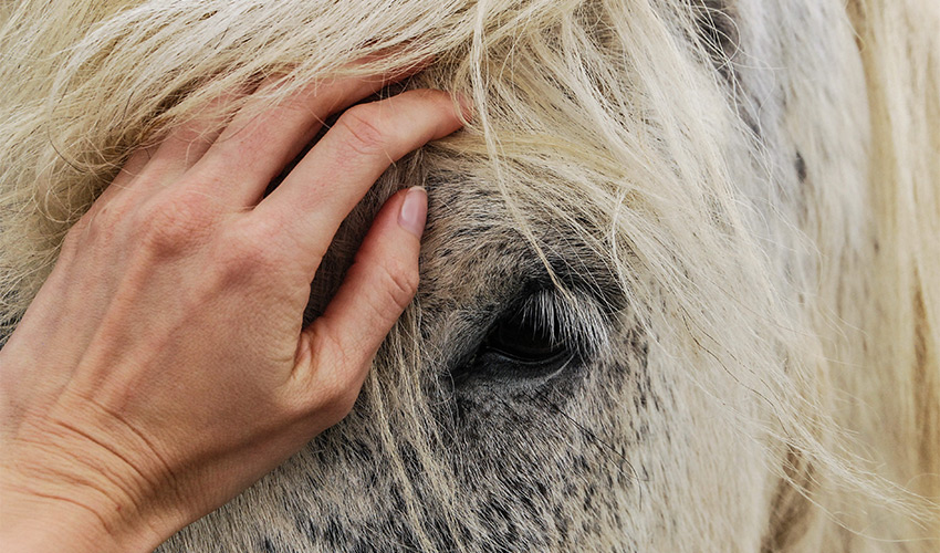 Angsttherapie für Pferde Behandlung - Tierheilpraxis Münster und Warendorf Angela Esser
