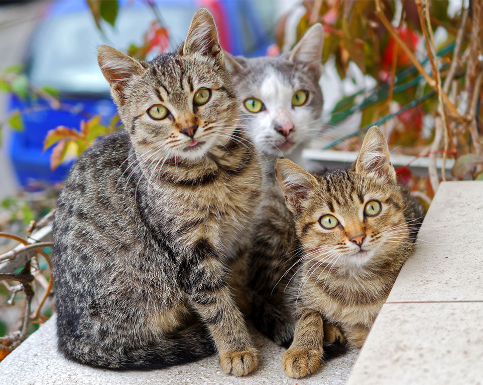 Blutegeltherapie für kleine Katzen