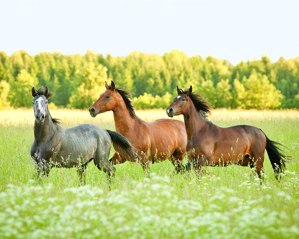 Blutegeltherapie für Pferde Tierheilpraxis Angela Esser