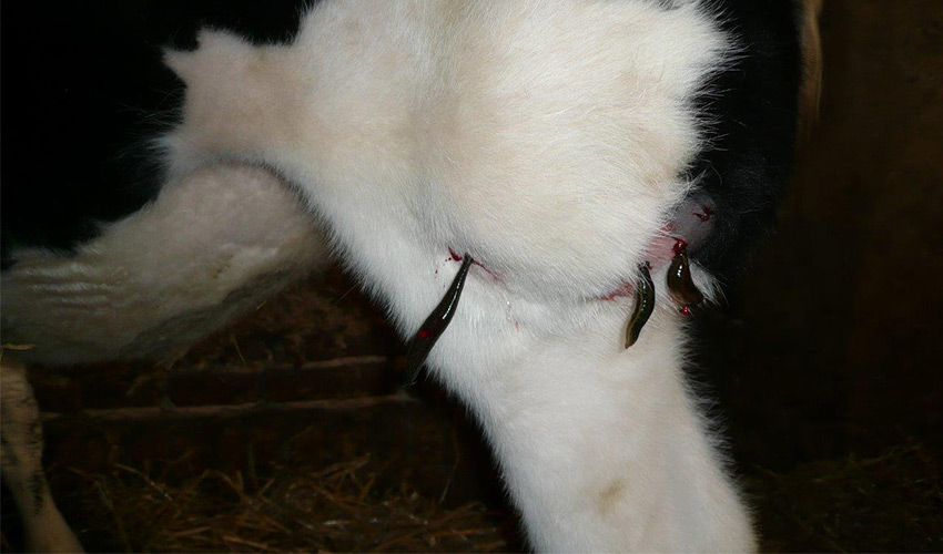 Blutegeltherapie für Rinder - Tierheilpraxis für Rinder