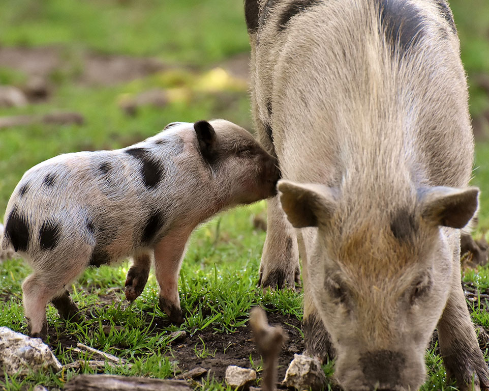 Blutegeltherapie für Schweine Tierheilpraxis Angela Esser