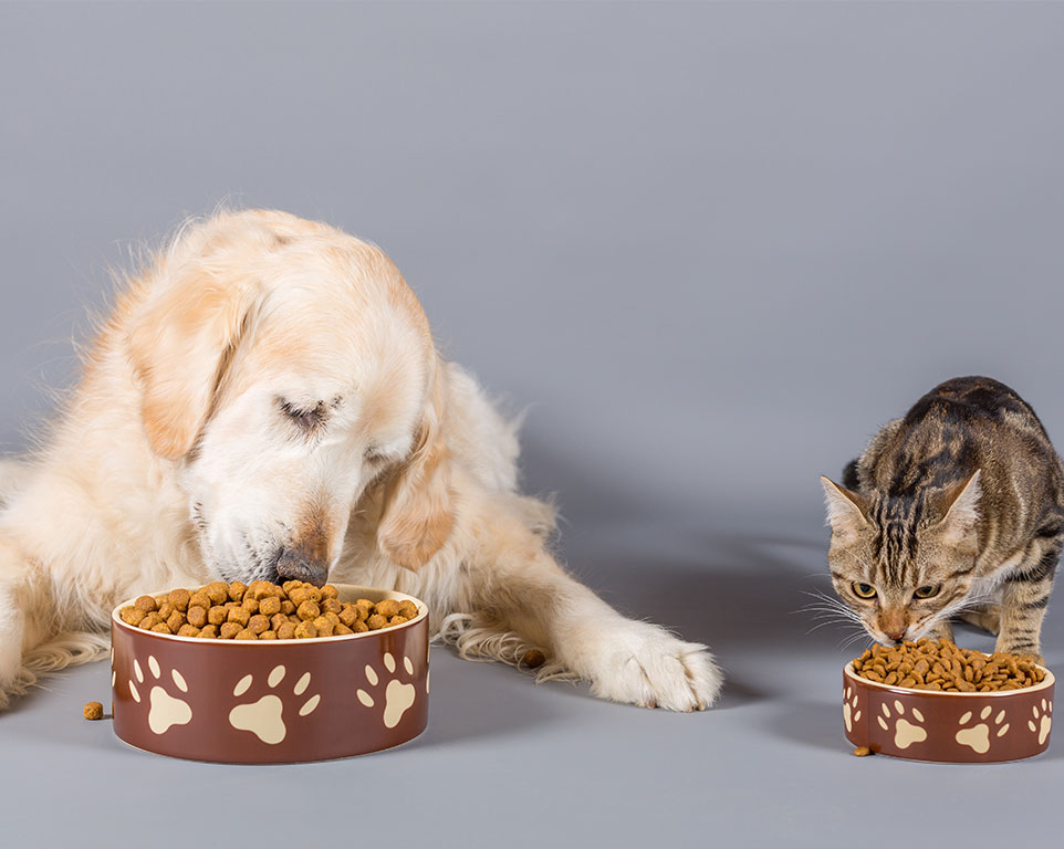Futterberatung für Hunde und Katzen