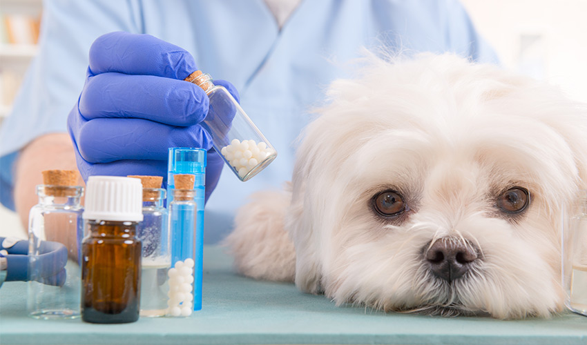 Homöopathie für Hunde Behandlung Tierheilpraxis für Hunde