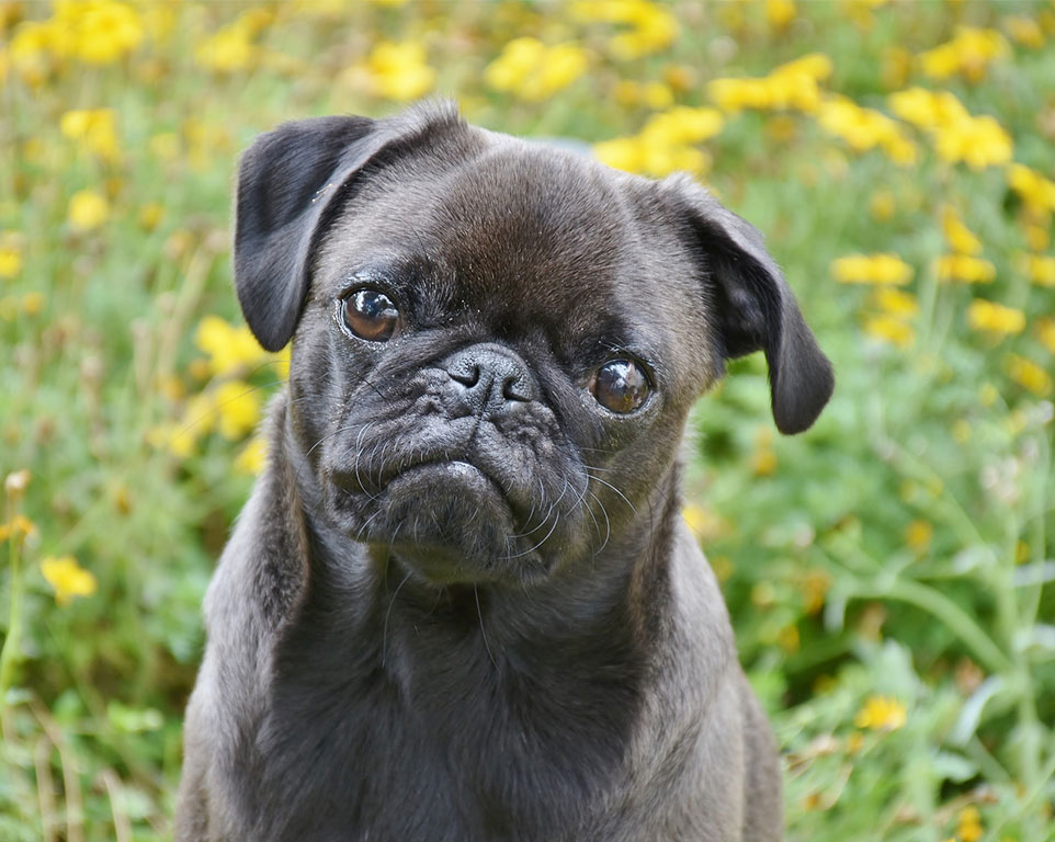 Homöopathie für Hunde - Tierhomöopathie Angela Esser