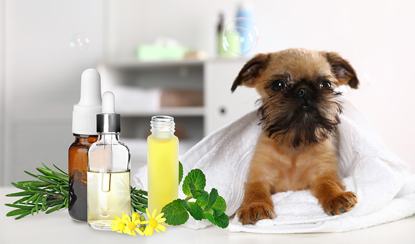 Homöopathie für Hunde Behandlung Tierheilpraxis für Hundewelpen