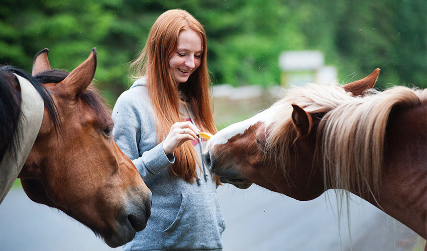 Homöopathie für Pferde Behandlung