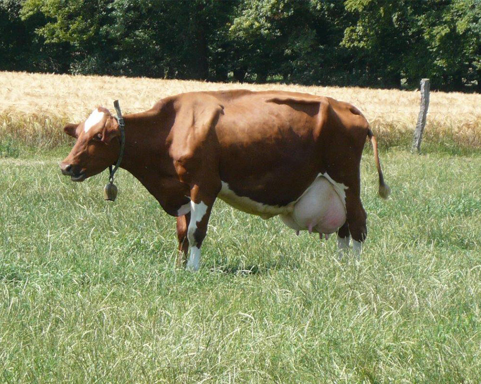 Homöopathie für Kühe - Tierhomöopathie Angela Esser