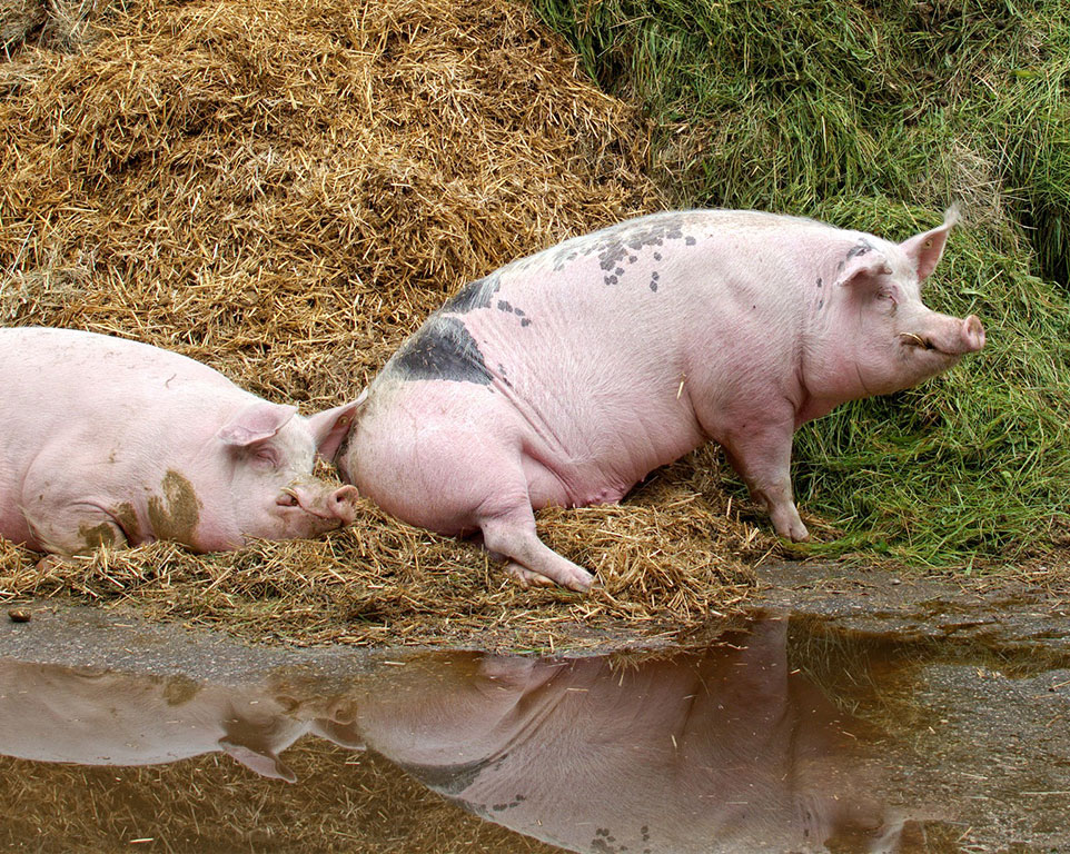 Homöopathie für Schweine - Tierhomöopathie Angela Esser