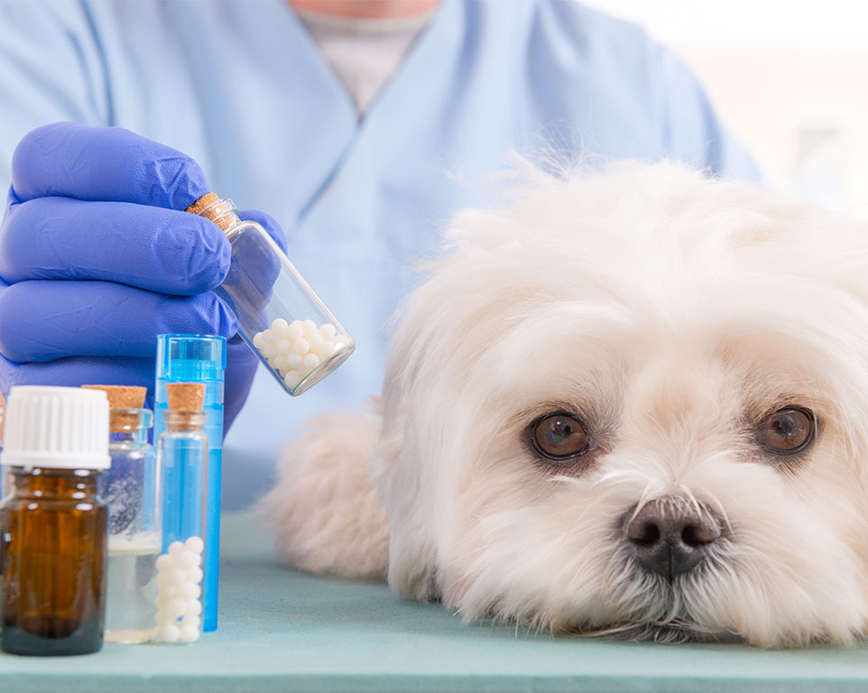 Homöopathie für Hunde Behandlung - Tierhomöopathie Angela Esser