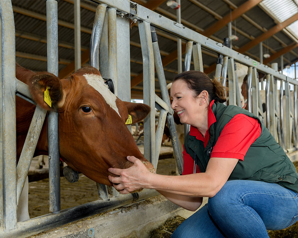 Homöopathie für Rinder Behandlung - Tierhomöopathie Angela Esser