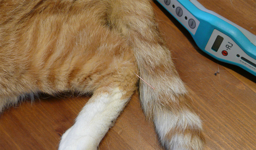Akupunktur für Katzenwelpen Behandlung - Tierheilpraxis für Katzenwelpen