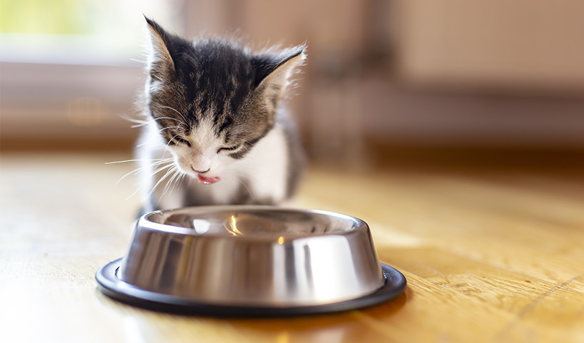 Futter Beratung für Katzenwelpen Tierheilpraxis mit Vet-Concept