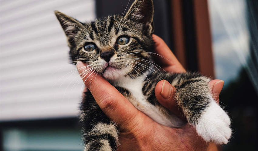 Massagen für Katzenwelpen Behandlung - Tierheilpraxis für Katzenwelpen