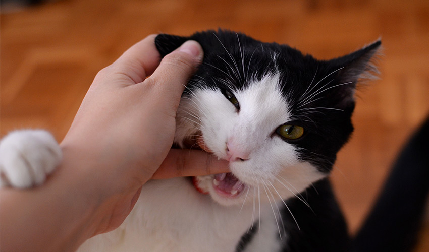 Zahnpflege und Zahnreinigung für Katzenwelpen mit Emmi Pet Behandlung - Tierheilpraxis für Katzenwelpen
