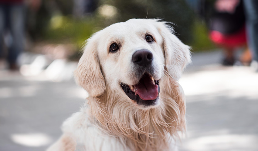 Lasertherapie für Hunde Behandlung Tierheilpraxis für Hunde