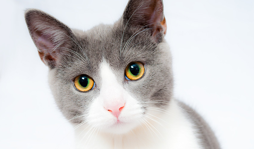 Laserakupunktur Behandlung für Katzen - Tierheilpraxis für Katzen
