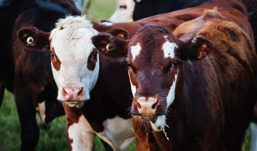 Laserakupunktur für Rinder Behandlung - Tierheilpraxis für Rinder