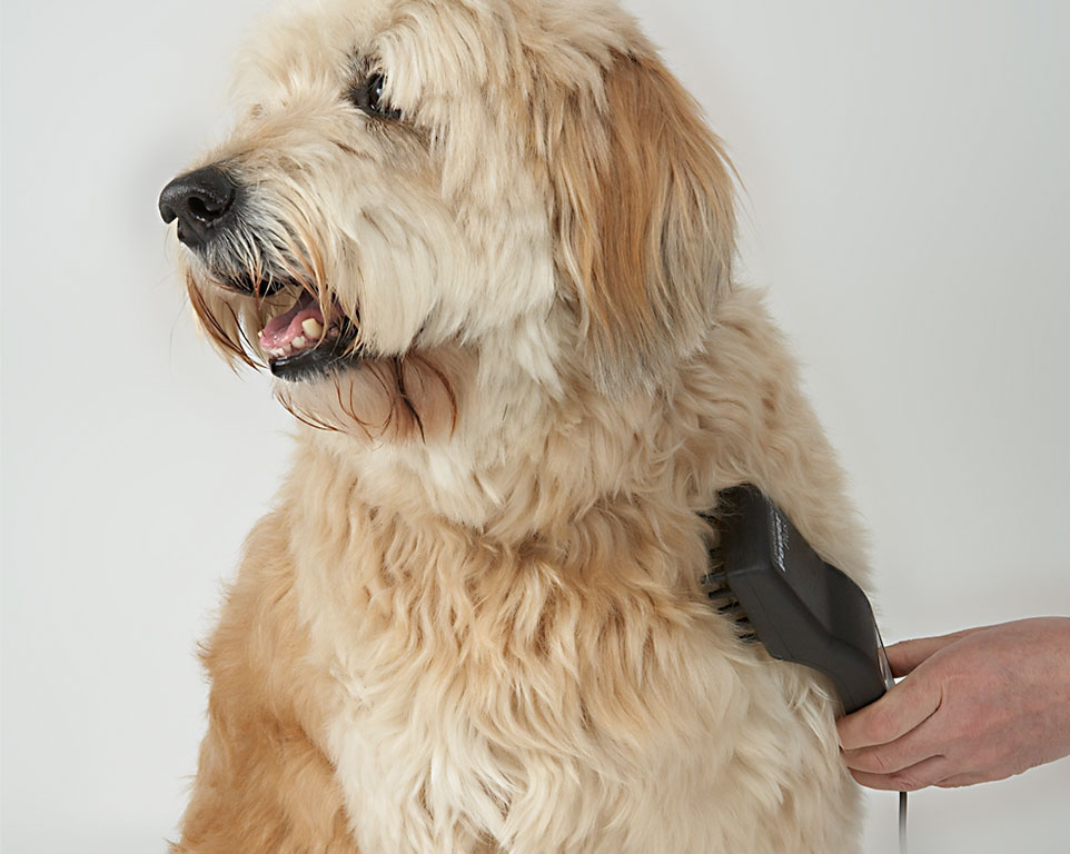 Laserakupunktur für Hunde Behandlung