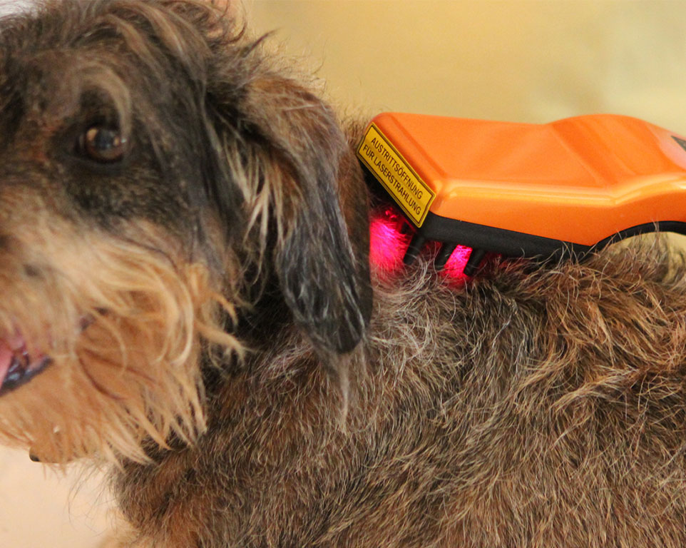 Laserakupunktur für Hunde in Tierheilpraxis 