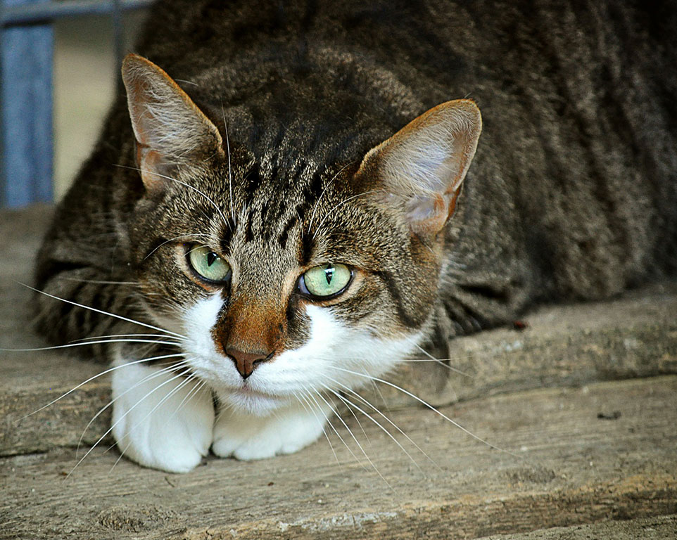 Lasertherapie für Katzen in Tierheilpraxis 