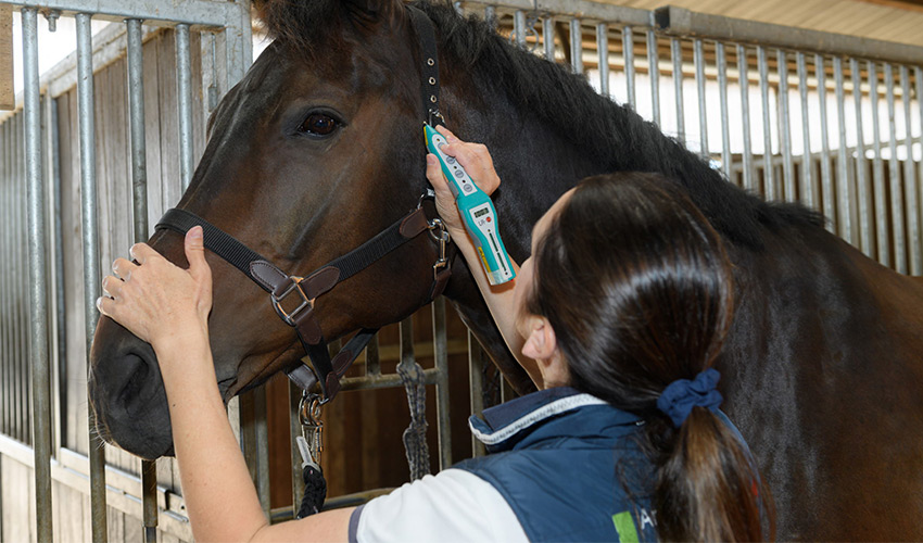 Lasertherapie für Pferde Behandlung - Tierheilpraxis für Pferde