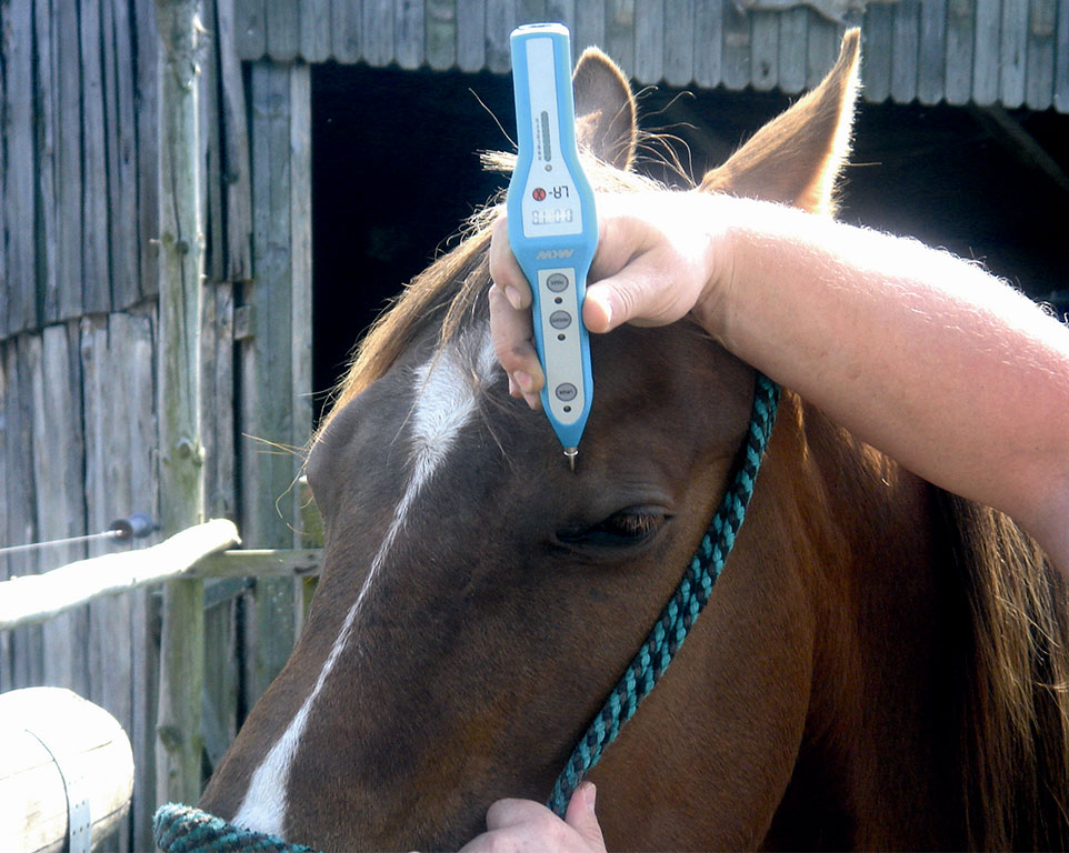 Laserakupunktur für Pferde Behandlung