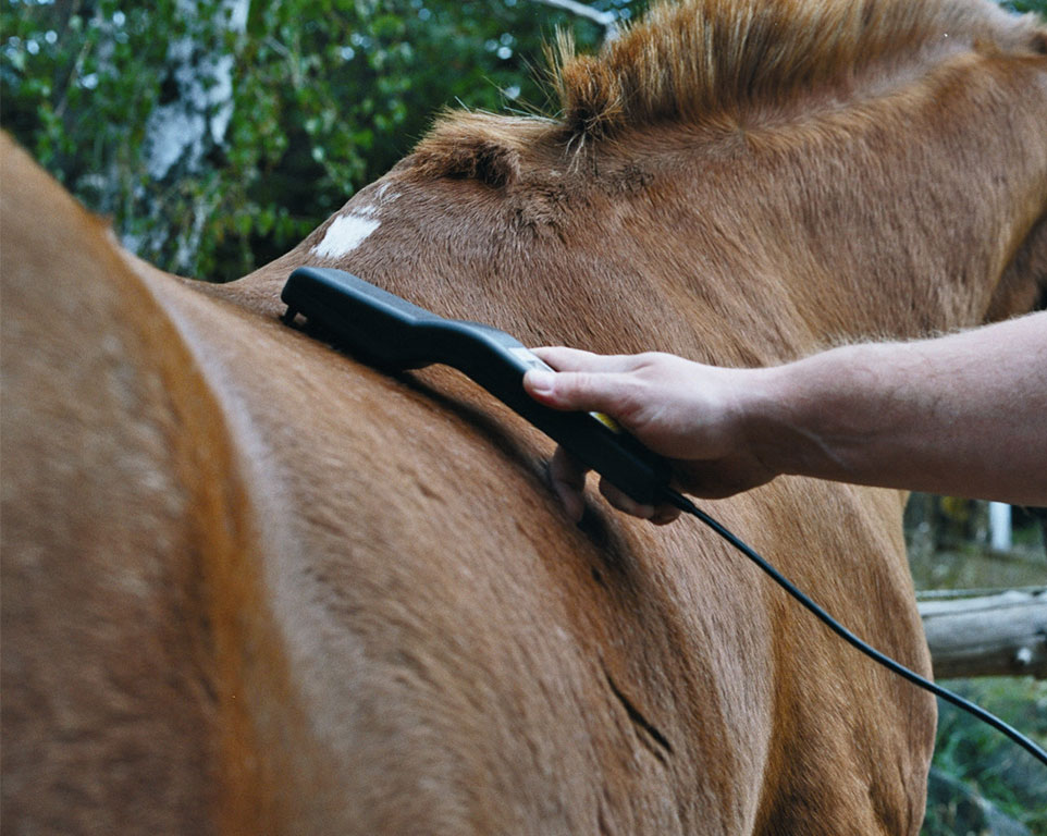 Lasertherapie für Pferde in Tierheilpraxis 