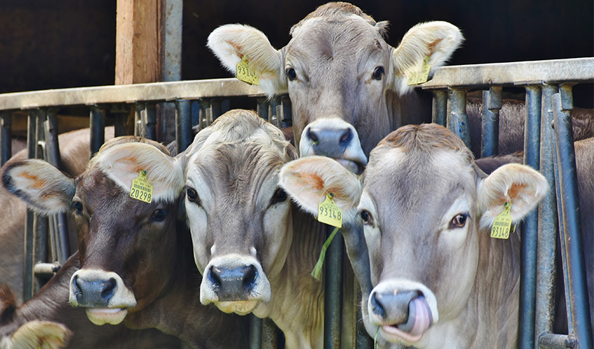 Lasertherapie für Rinder Behandlung - Tierheilpraxis für Rinder