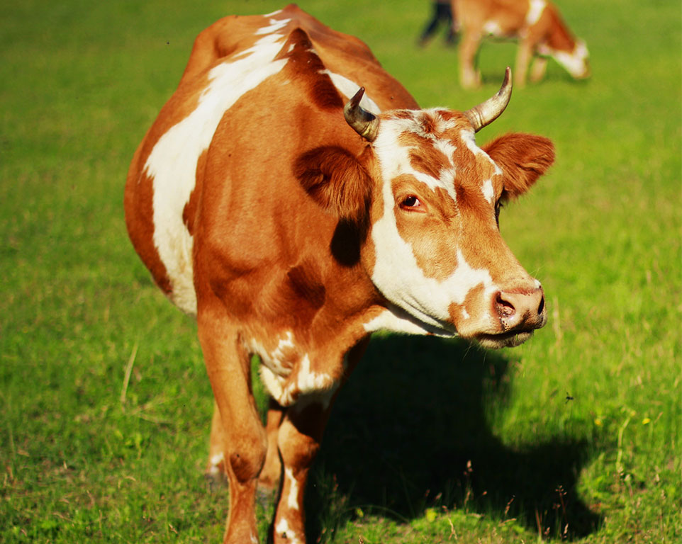 Laserakupunktur für Rinder in Tierheilpraxis 