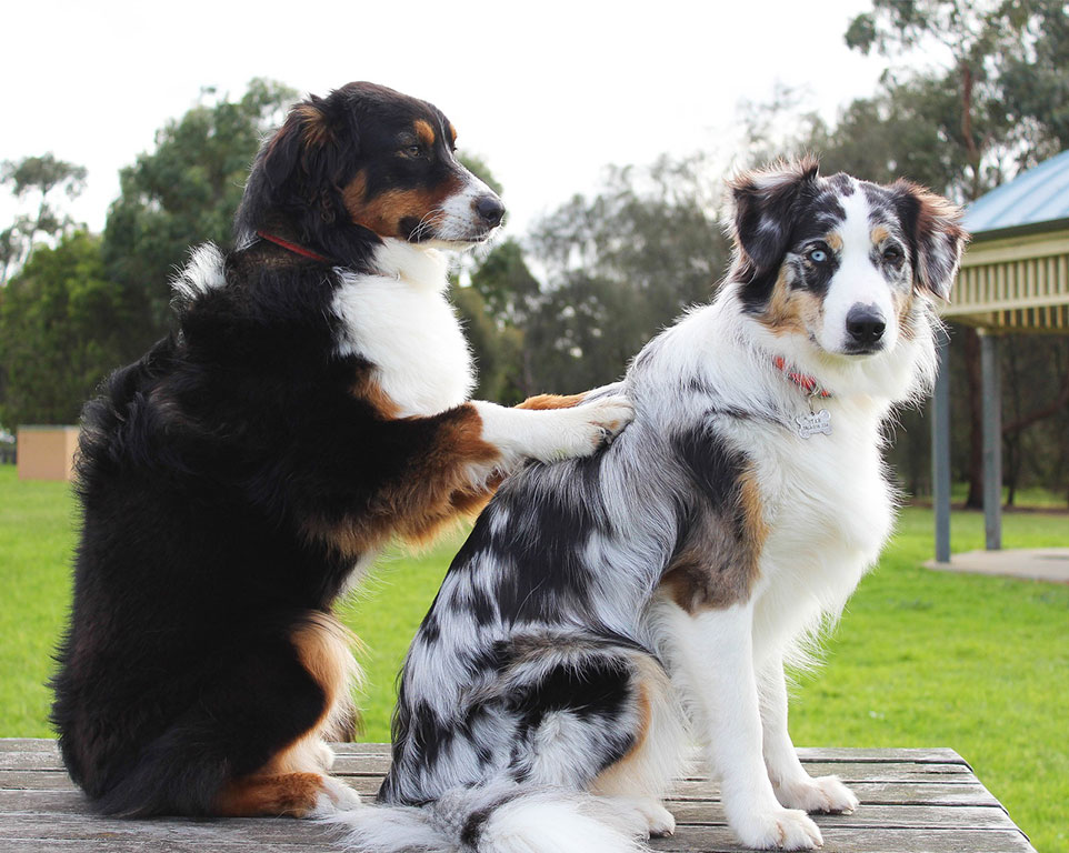 Massagen für Hunde - Tierheilpraxis Warendorf