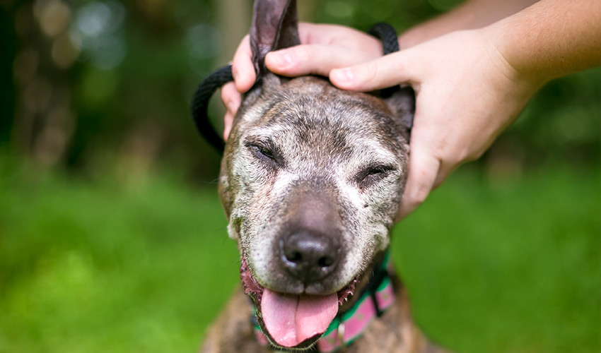 Massagen für Hunde Behandlung - Tierheilpraxis für Hunde