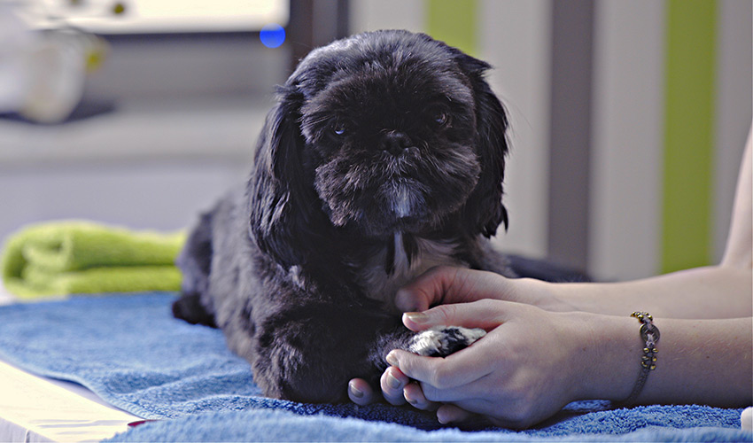 Massagen für Hundewelpen Behandlung - Tierheilpraxis für Hundewelpen